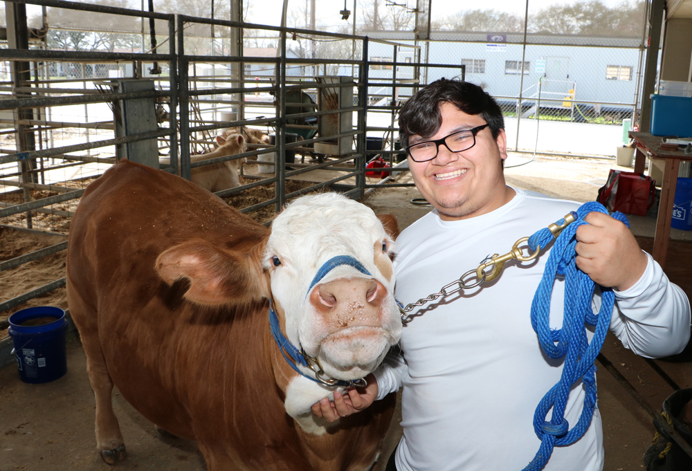 
With the completion of the Agriscience Building, a 2013 bond project, more students like Sterling’s Zakary Medina will have a home for their animals. Zakary will soon be showing his steer, Big Red, at the Houston Livestock Show and Rodeo.
