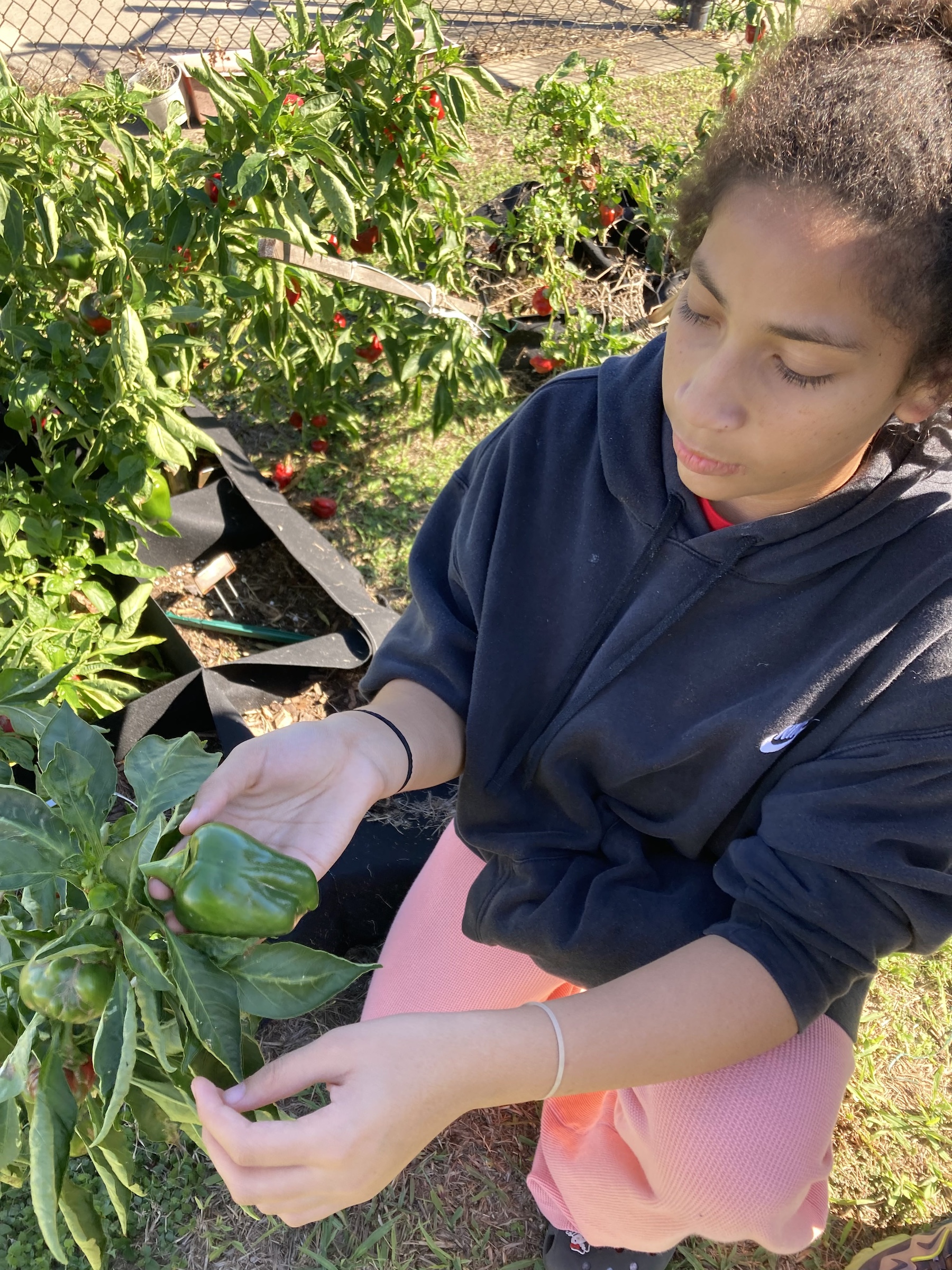 student holding pepper in the banuelos garden